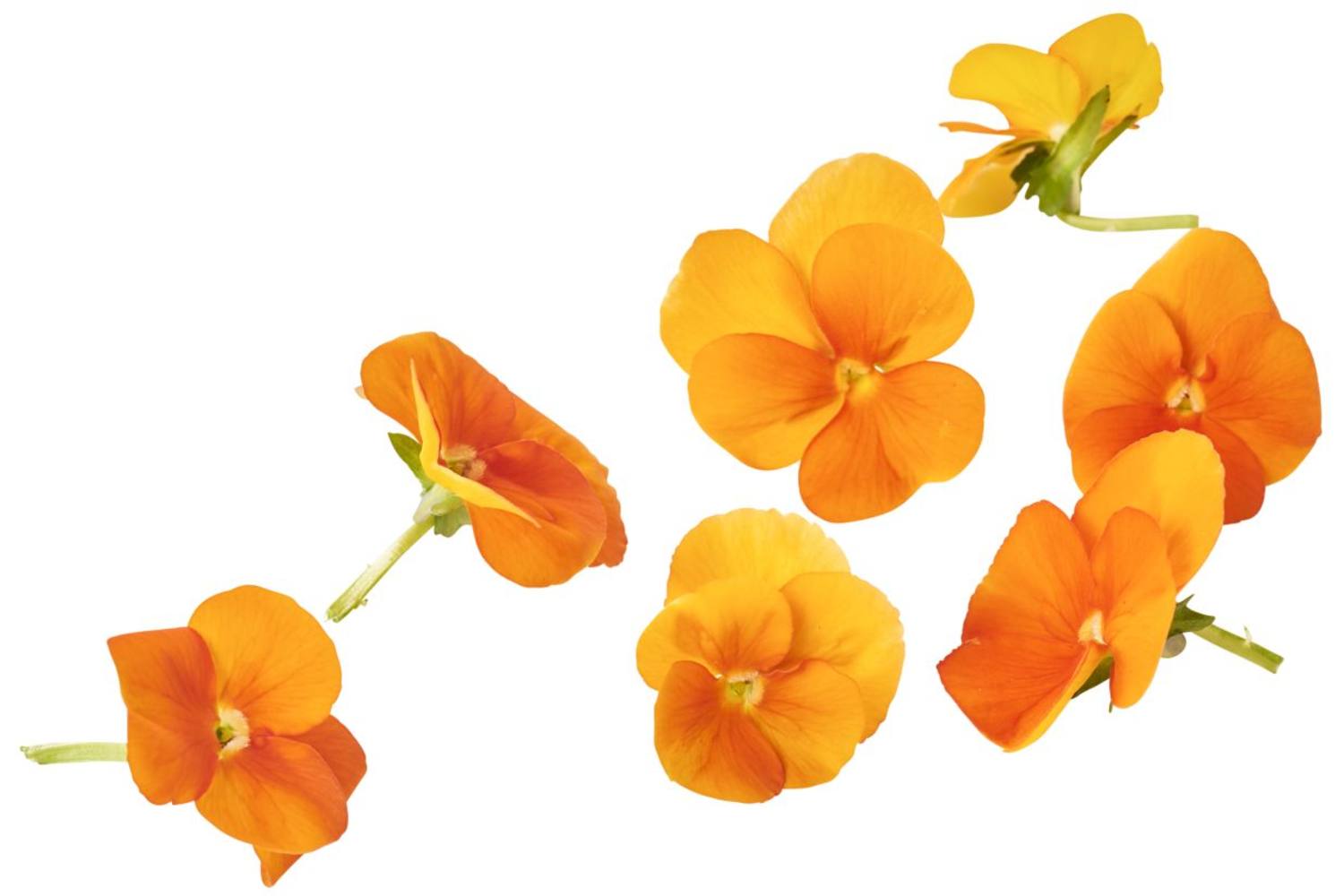 Eetbare bloem Viooltjes oranje 22st. stuk 1